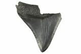 Partial Fossil Megalodon Tooth - South Carolina #332308-1